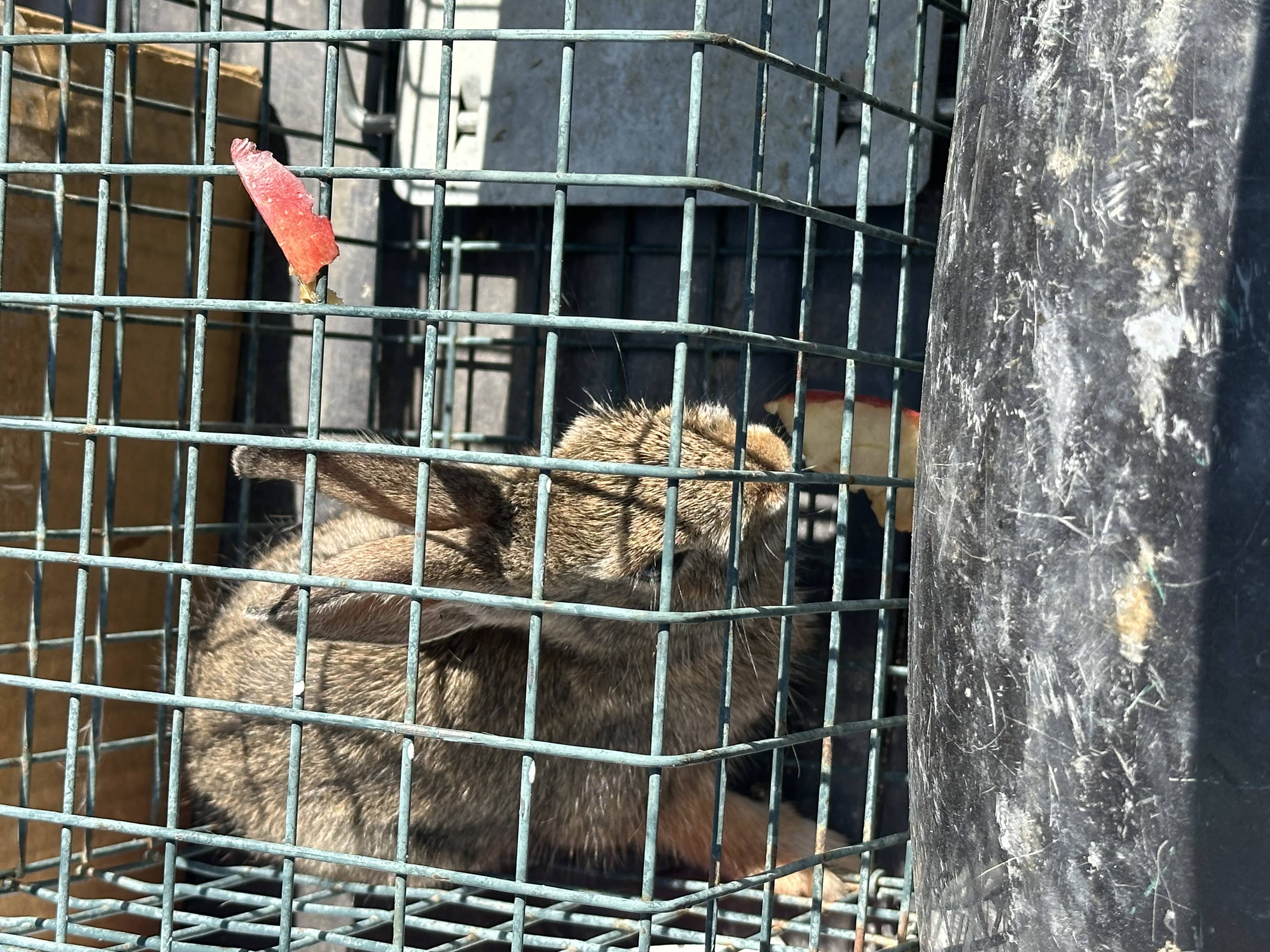 Trapped raccoon