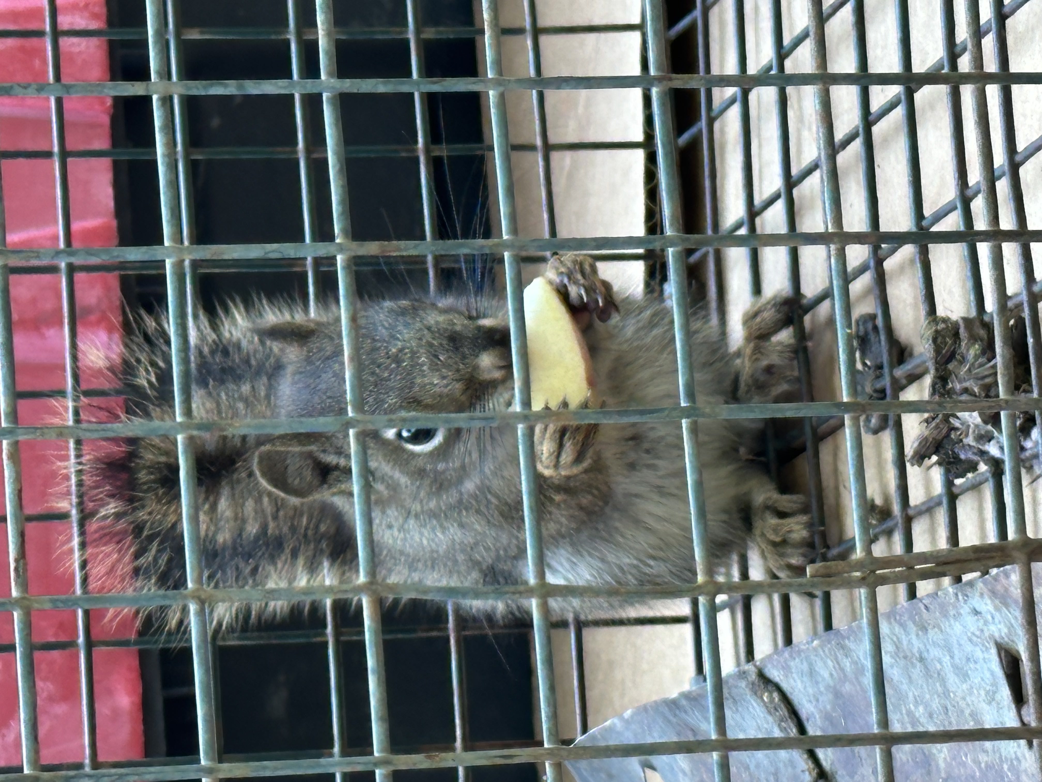 Trapped squirrel